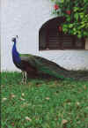 Peacock.jpg (85005 bytes)